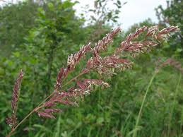Image result for Phalaris
