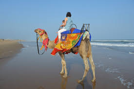 And if you have created a wishlist in your amazon account, it watched the price history of all. Camel At The Beach Free Photo On Pixabay