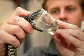 Talteen kerätyn käärmeenmyrkyn avulla valmistetaan vastamyrkkyä, joka  pelastaa ihmishenkiä