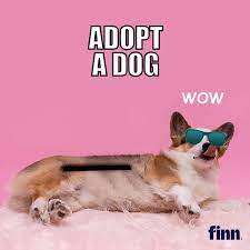 Limited time sale easy return. Pet Food Brand Finn Boosts Dog Adoptions With Dogecoin Cryptocurrency Lbbonline
