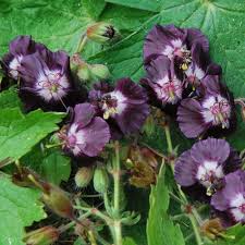 Image result for Geranium ocellatum