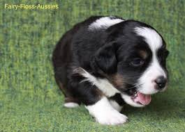 Wookali australian shepherds über uns aktuelles der australian shepherd die aussiefamilie. Wurf Fairy Floss Miss Moneypenny X Radiant Lethal Weapon Riggs 10th Aniversary Fairy Floss Mini Aussies Miniature Australian Shepherd