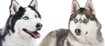 This dog breed originates in alaska, known for a variety of sledding activities, and is popular in racing. Alaskan Husky Home Facebook