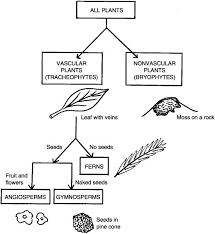 Angiosperms Vascular Plants With Flowers Help Education Com Plant Science Biology Plants Vascular