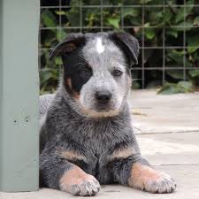 When brits emigrated to australia, they found that the european the australian cattle dog, or blue heeler, was first registered by the american kennel club in 1980 and was grouped as herding. Austmans Australian Cattle Dogs Home Facebook