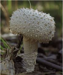 Image result for Adenostemma afrum