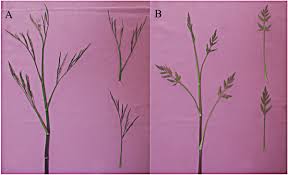 Image result for Oenanthe mildbraedii