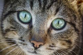 Find cats and kittens for sale, near you and across australia. What S A Savannah Cat Meet The Breed Aspca Pet Health Insurance