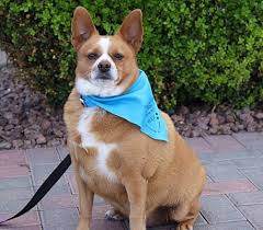 Search las vegas dog rescues and shelters here. Las Vegas Nv Corgi Meet Pookie A Pet For Adoption
