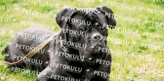En Iyi Kopek Egitimi Merkezi Istanbul Pet Okulu