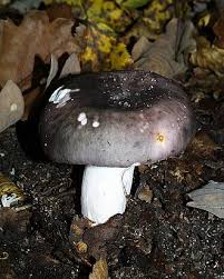 Image result for Russula variata