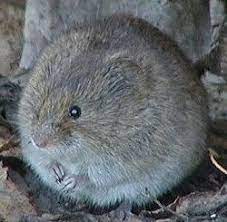 Pin On Violet Lucy Friends