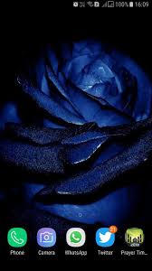 Choose from 350+ blue rose graphic resources and download in the form of png, eps, ai or psd. Hd Blue Rose Wallpaper For Android Apk Download
