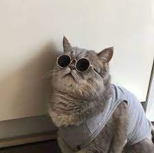 stylish cats in glasses are new internet tendency pics and funny video cats animals crazy cats