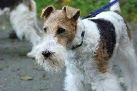 Curly Haired Dog Breeds Wire Fox Terrier Wirehaired Fox Terrier Dog Breeds