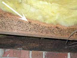 I haven't seen numbers on how many new homes are encapsulating crawl spaces like this, but i know it's a growing trend. Camel Crickets Nc State Extension Publications