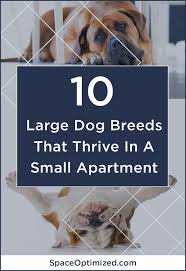 All of our products are affordable, and we're happy to answer any questions you may have. 10 Large Dog Breeds That Thrive In A Tiny Apartment Large Dog Breeds Dog Breeds Dogs