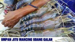 7 Umpan Mancing Udang Galah Paling Ampuh Youtube