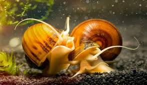 Apple Snails Apple Snail Fish Tank Snails For Sale