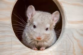 Why do chinchillas take dust baths? 10 Things To Know Before Getting A Chinchilla As Pet Pet Keen