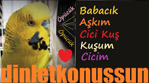 Babacik Askim Cici Kus Kusum Cicim Muah Opucuk Opucuk Konusan Muhabbet Kusu Fistik Youtube