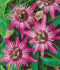 Winterharte Passionsblume Ladybirds Dream Baldur Garten Exotische Blumen Winterharte Pflanzen Passionsblume