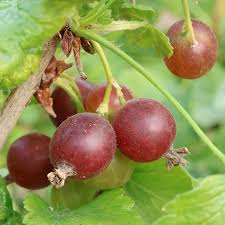 Image result for jostaberry