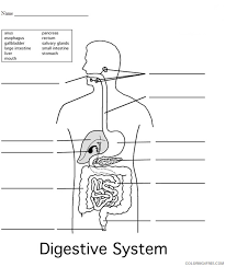 Basically a digestion video for my biology class;shows part of the process of the digestive system.take an exciting adventure through some woman's innards. 4th Grade Coloring Pages Educational Digestive System Science Worksheet 2020 0371 Coloring4free Coloring4free Com