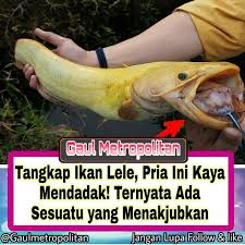 Ikan Lele Merupakan Ikan Air Tawar Yang Digemari Banyak Orang Untuk Dijadikan Lau Atau Sebagai Obat Biasanya Ikan Lele Dapat Ditemuka Ikan Air Tawar Ikan Pria