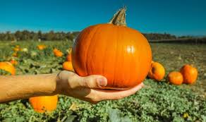 Conserve water, reduce pests and disease pressure. Organic Pumpkin Farming Cultivation Practices Agri Farming