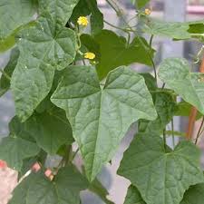 Image result for Zehneria scabra