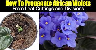 Much of that acceptance is due to the ease of propagation. How To Propagate African Violets From Leaf Cuttings And Divisions
