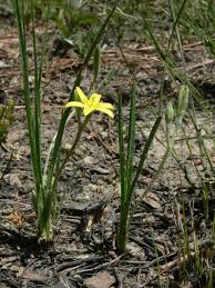 Image result for Hypoxis