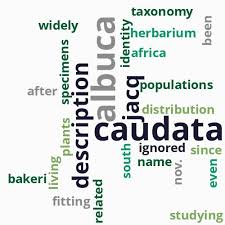 Image result for Crepidorhopalon namuliensis