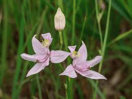 We did not find results for: Everything You Need To Know About North American Native Orchids Gardenista