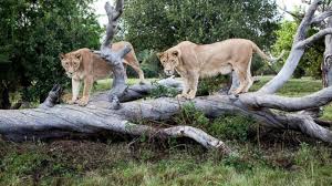 Image result for lion rips woman's arm off in her car and Africa