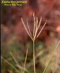 Image result for Eustachys paspaloides