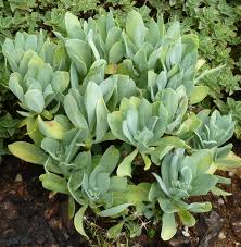 Image result for Kleinia