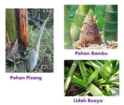 Tumbuhan bermutu tinggi artinya tumbuhan yang dapat berbuah banyak, tahan terhadap penyakit, dan akarnya kuat. Perkembangbiakan Tumbuhan Vegetatif Alami Dan Buatan Lengkap Dengan Penjelasannya Ilmu Pengetahuan Alam Ipa