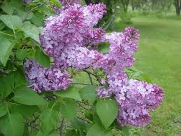 Traditional Landscape By Pamela Bateman Garden Design Fragrant Garden Plants Traditional Landscape