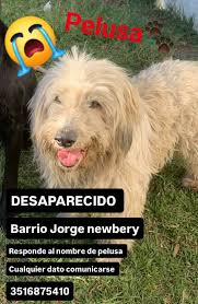 CANICHES/BICHONES y SIMILARES *(perrros perdidos en cordoba