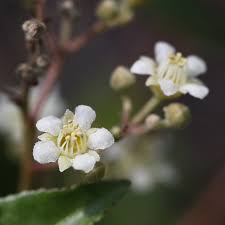 Image result for Ficalhoa laurifolia