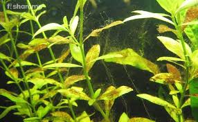 Full line of aquameds products fast, free shipping, great prices Brown Algae In Aquarium Identification Causes Cure And Preventions