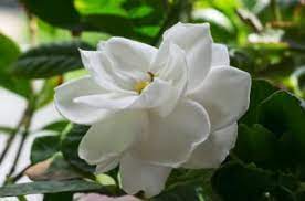 Gardenia Plant Care Lovetoknow Gardenia Plant White Flowering Shrubs Gardenia Shrub