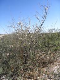 Image result for Catophractes alexandri