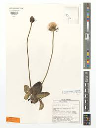 Image result for Gerbera piloselloides