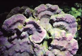 Image result for Cassipourea mollis