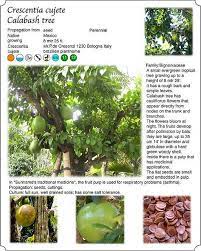 Maybe you would like to learn more about one of these? Trees Fruit Crescentia Cujete Calabash Tree Calabash Tree Medicinal Plants Growing Tree