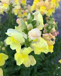 新の庵 さんはinstagramを利用しています 金魚草 キンギョソウ スナップドラゴン 季語 仲夏 花 通りすがり plants