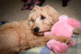 Are mini goldendoodles good dogs? Goldendoodle Cost Puppy Prices Daily Maintenance Goldendoodle Advice